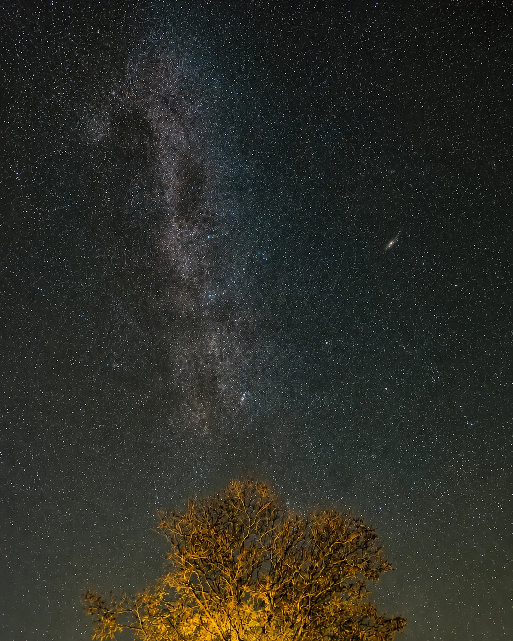 Star-filled dark sky with the Milky Way and Andromeda above an illuminated tree at Leonard's Lookout